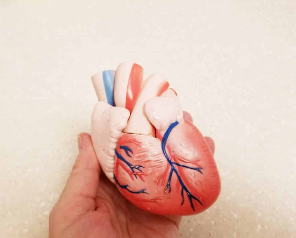 Herz! Menschliches Herz! Kardiologie!