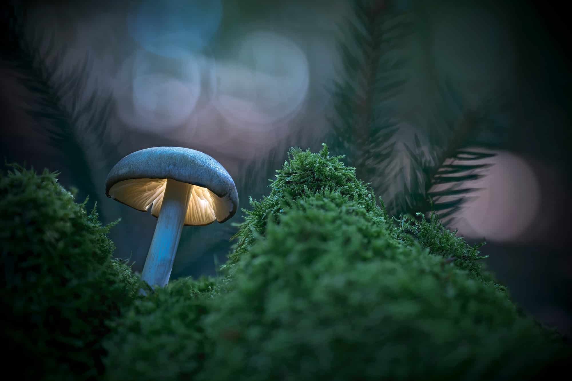 Pilz, leuchtende Fantasiewelt im abendlichen Wald