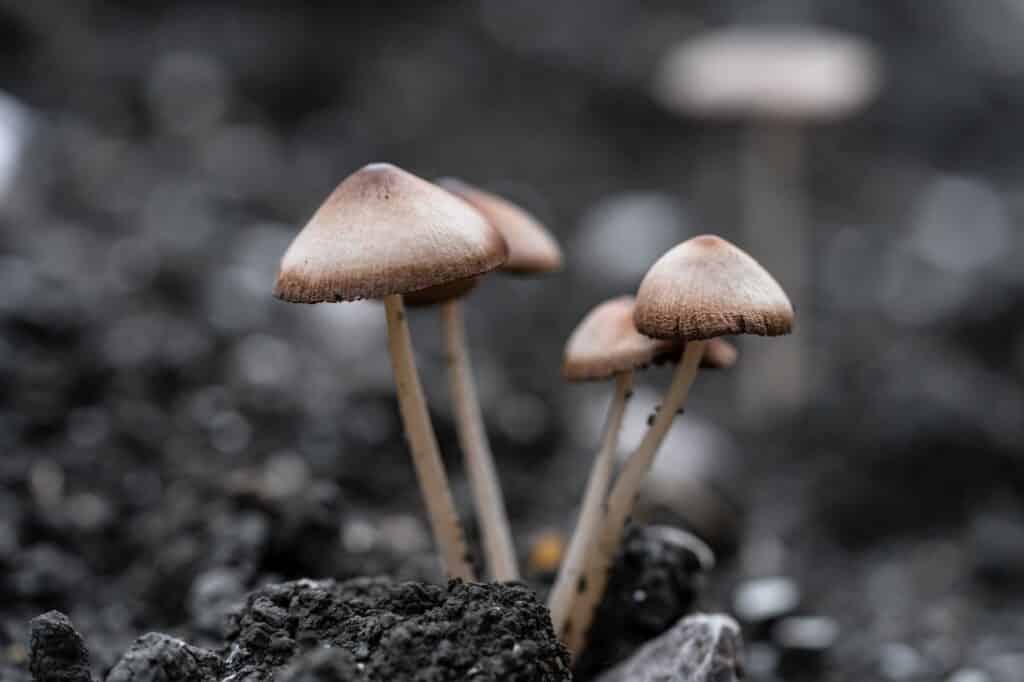 Natur kleiner Pilz (nicht essen).