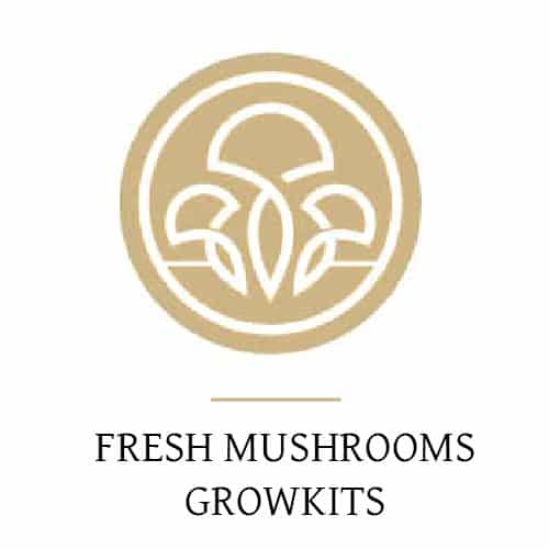 Fresh Mushrooms Zuchtsets