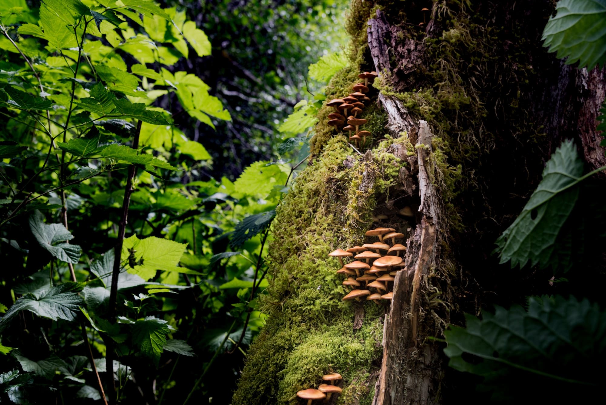 Wilde Pilzkolonie in einem Regenwald im pazifischen Nordwesten. RLTheis