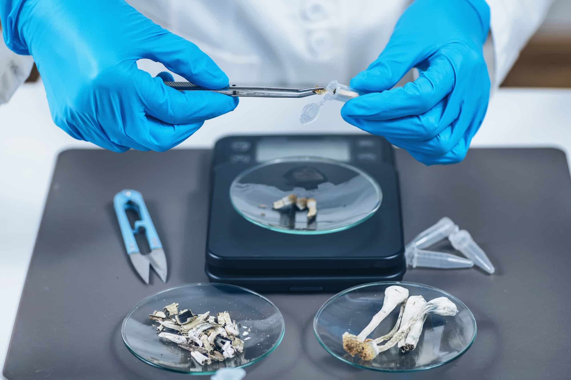 Vorbereitung von Mikrodosen von Psilocybin-Pilzen im wissenschaftlichen Labor für ein Experiment